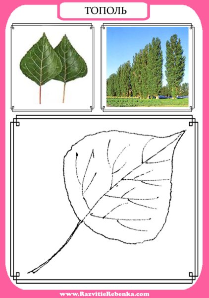 Лист тополя для детей