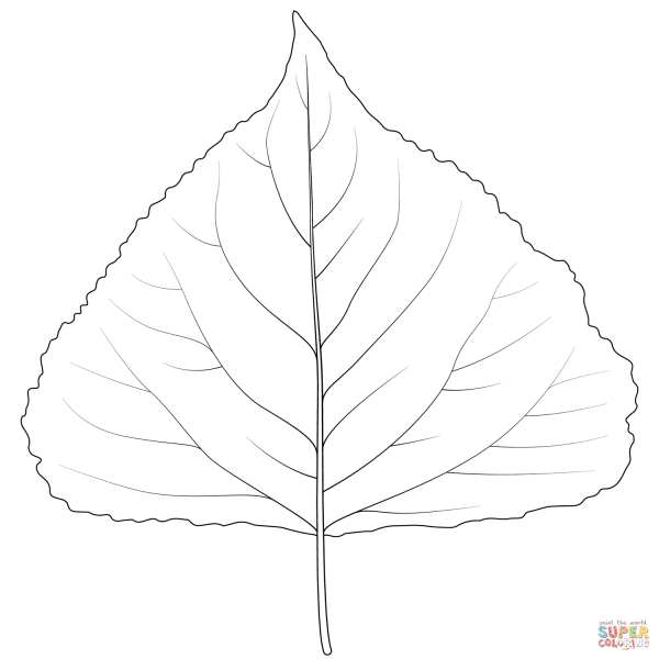 Листья тополя черно белые