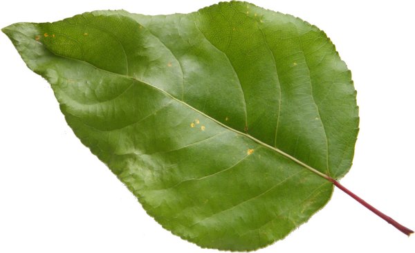 Лист тополя для детей