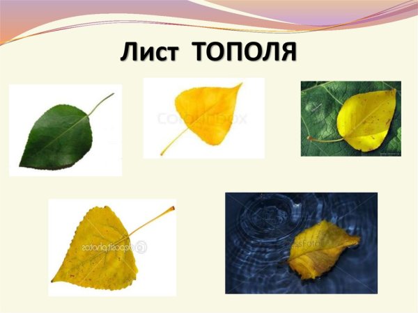 Листья тополя осенью