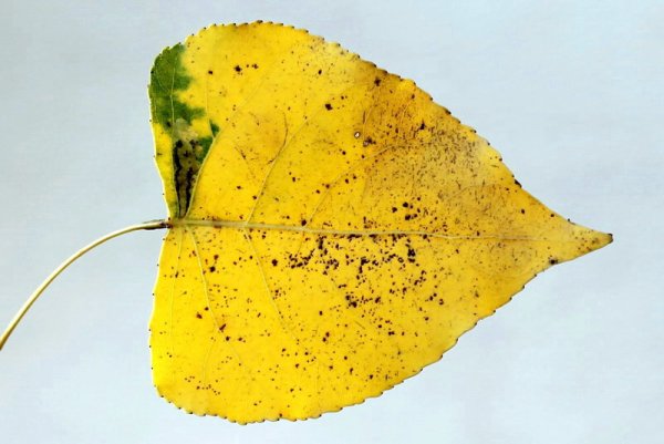 Лист тополя желтый