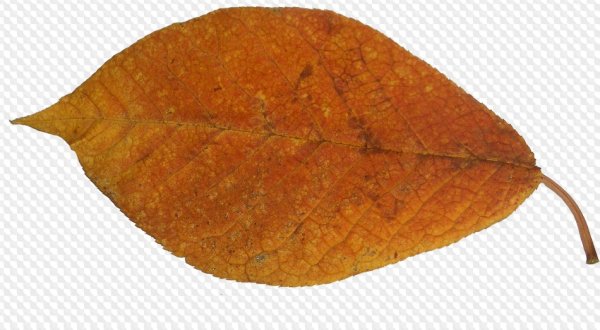 Тополиные листья осенью