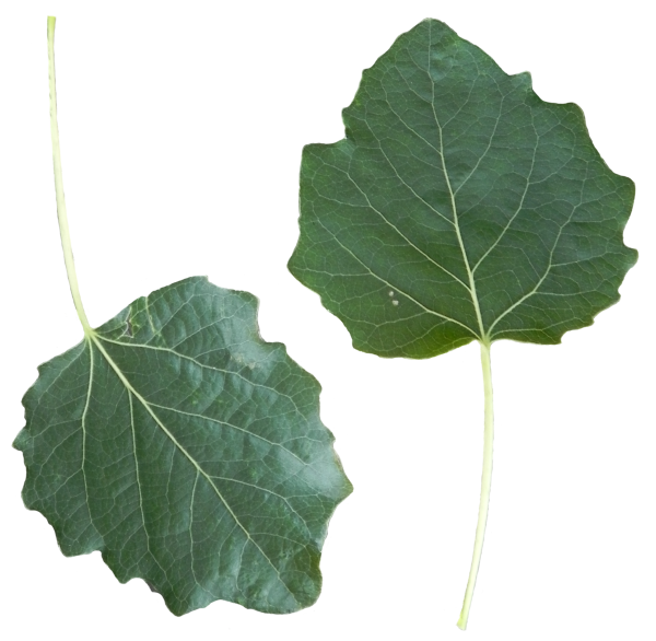 Leaf Populus Alba