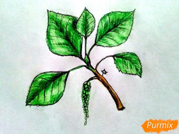 Тополь ветка рисование