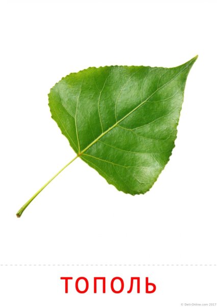 Тополиный лист на белом фоне