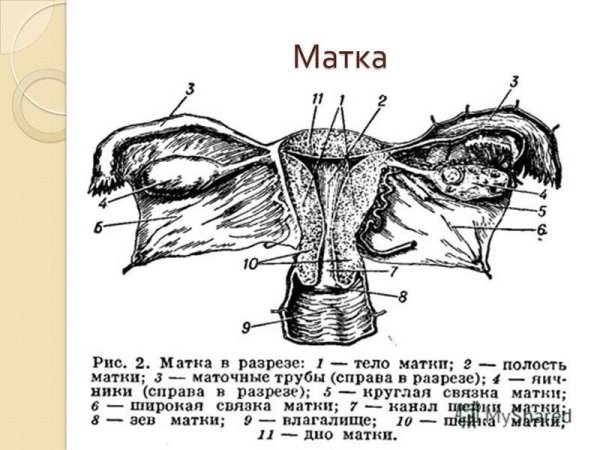 Матка с придатками анатомия