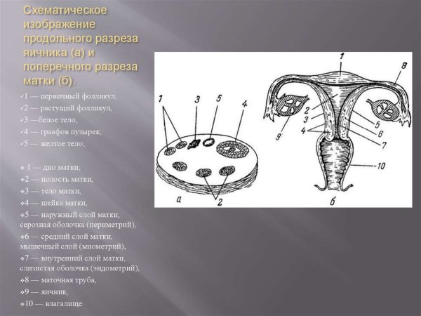 Поперечный разрез маткматки