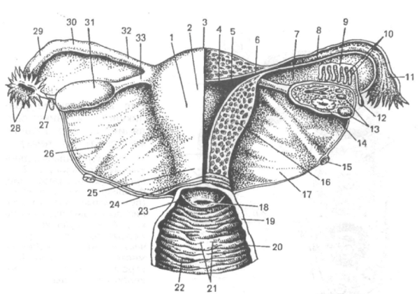 Схематичное изображение половых органов