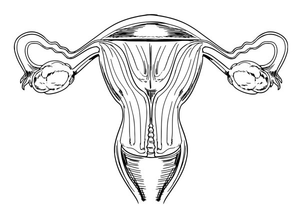 Женская репродуктивная система: матка, маточные трубы, яичники.