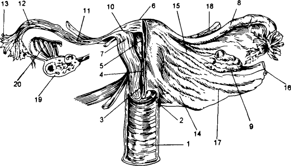 Анатомия человека в цветах