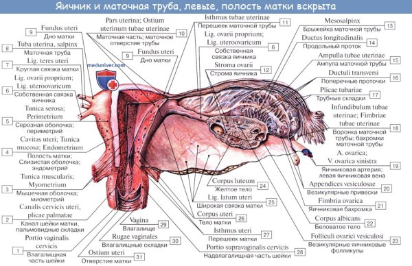 Матка. Маточные трубы. Яичники: анатомия и строение