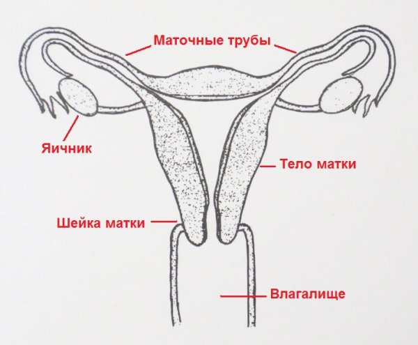 Женская половая система схема наружные половые органы