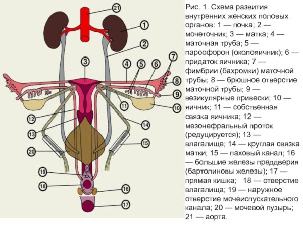 Брыжеечный край и Свободный край яичника