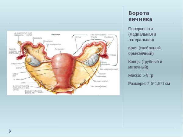 Строение матки анатомия рисунок