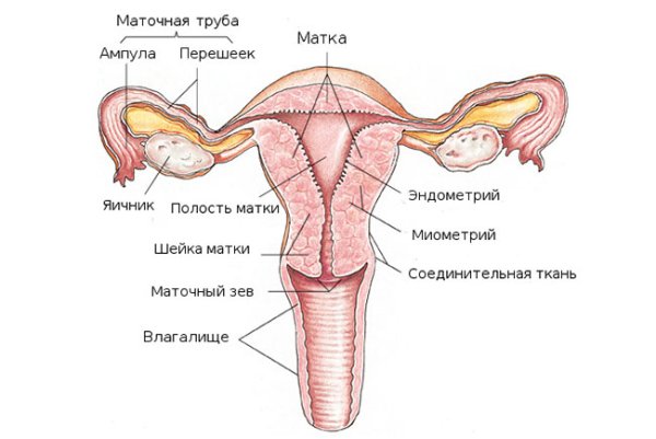 Строение матки маточных труб и яичников