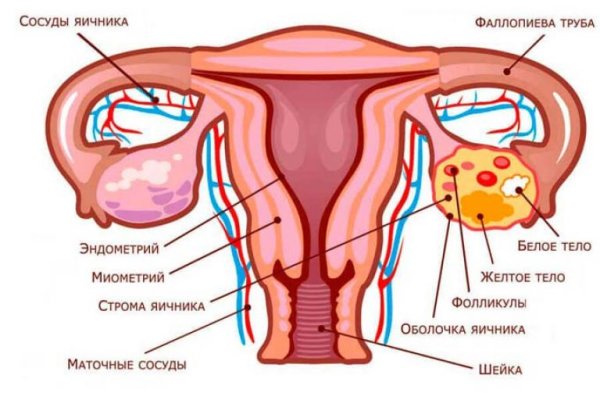 Анатомия половой системы КРС