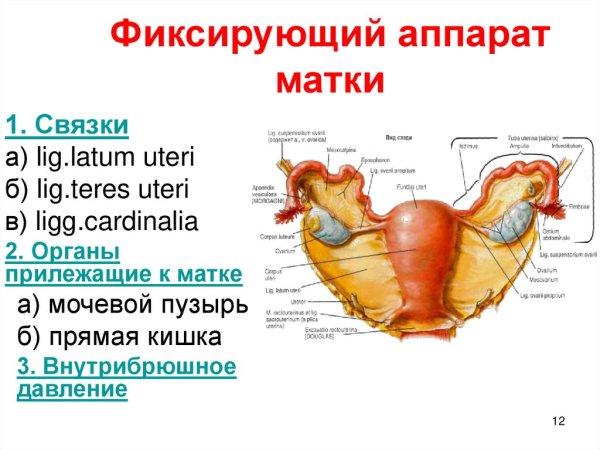 Строение влагалища шейка матки