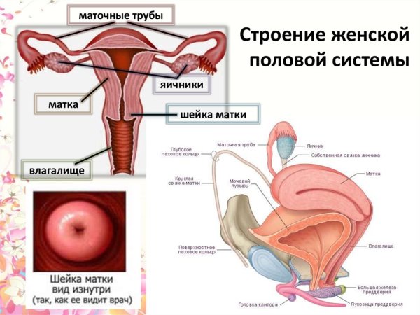 Шейка рожавшей и нерожавшей женщины