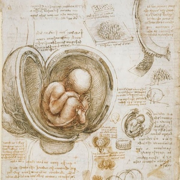 Схематичное изображение влагалища