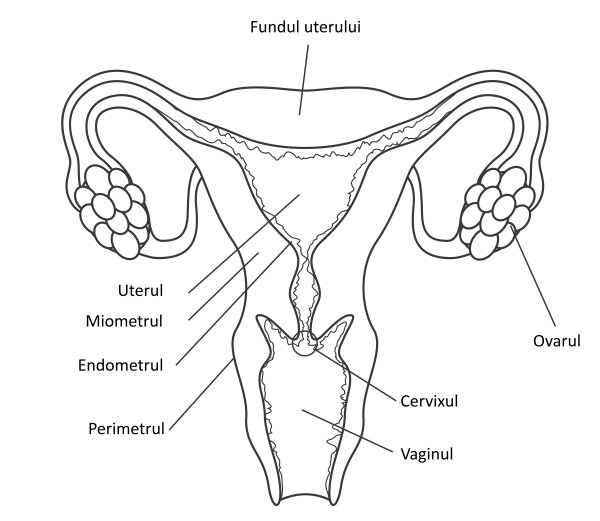 Репродуктивная система человека схема