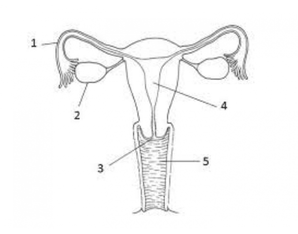 Строение двурогой матки у животных