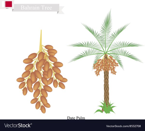 Финиковая Пальма векторна