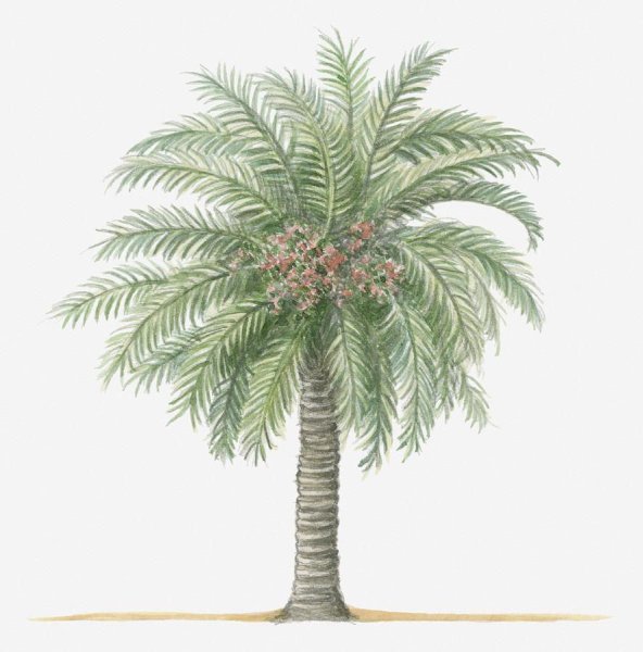 Картина Wekoso Redoute Пальма