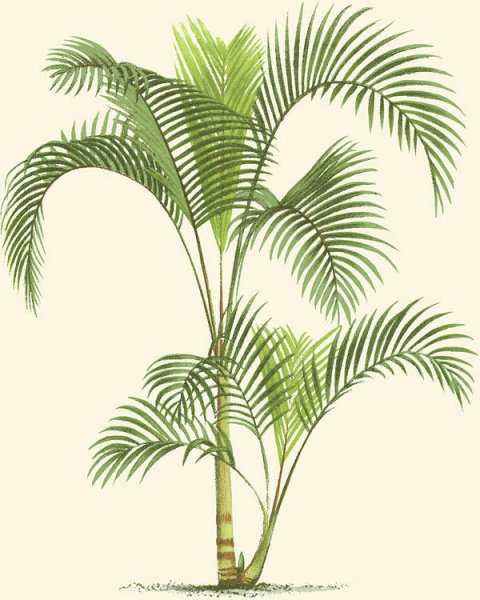 Пальмовые листья Ботаническая зарисовка