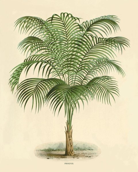 Геонома Пальма