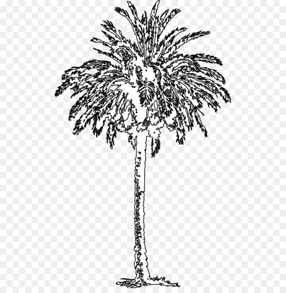 Финиковая Пальма раскраска