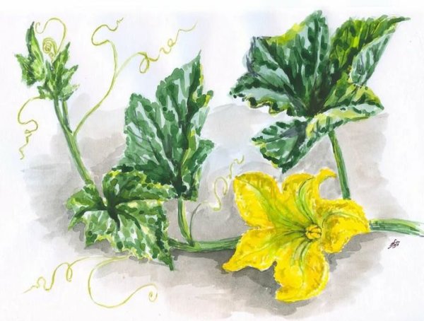 Тыква цветы и листья