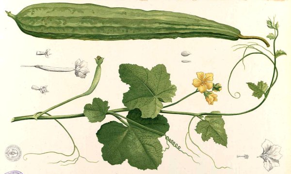 Кабачок строение растения