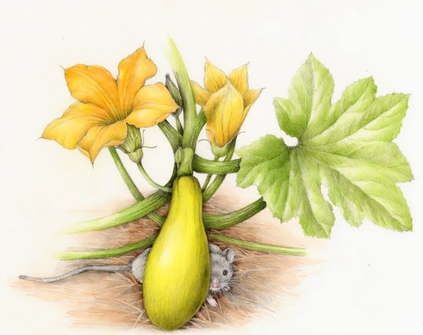 Венди Холлендер Ботаническая иллюстрация