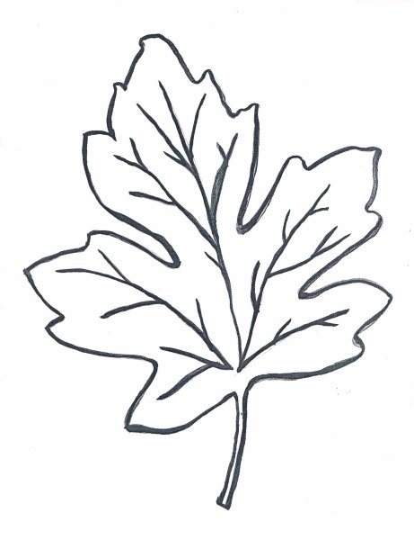 Трафарет листа хризантемы