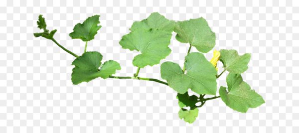 Ботва огурца