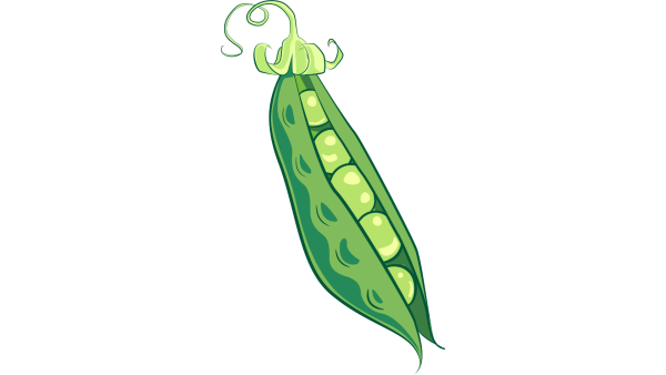 Стручок гороха