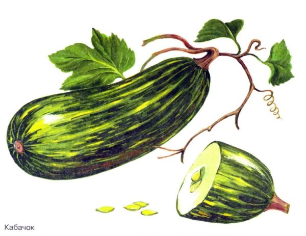 Овальные предметы для детей дыня