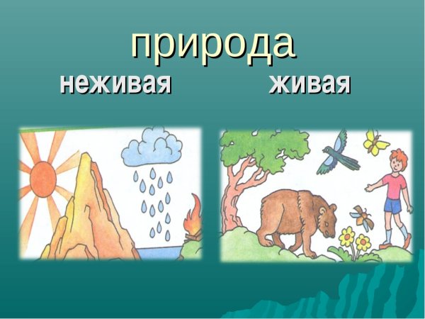 Живая и неживая природа