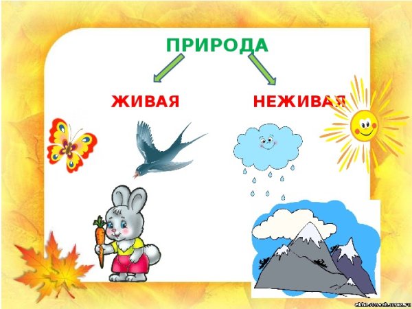 Живая и неживая природа
