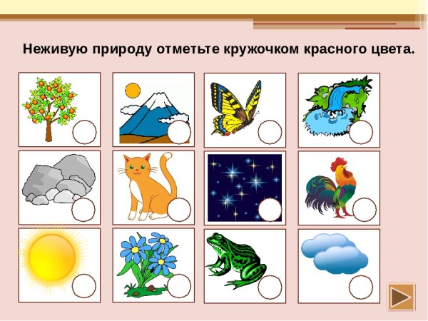 Связь между живой и неживой природой