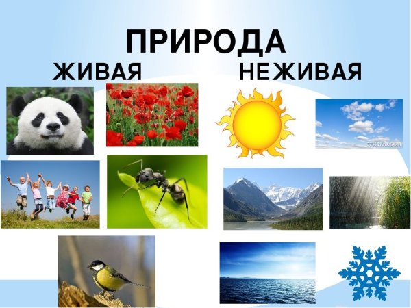 Живые и неживые существа