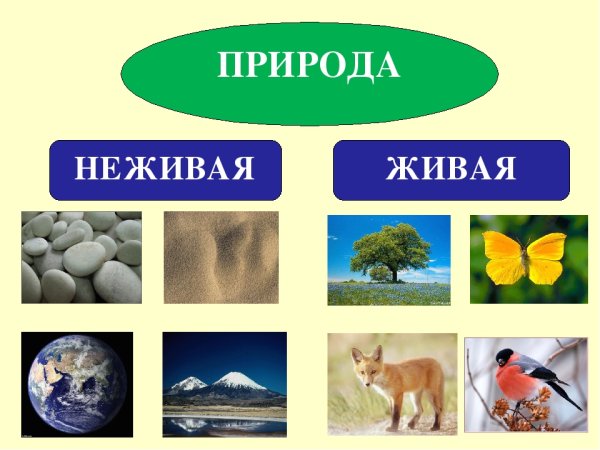 Схема по окружающему миру 2 класс Живая и неживая природа