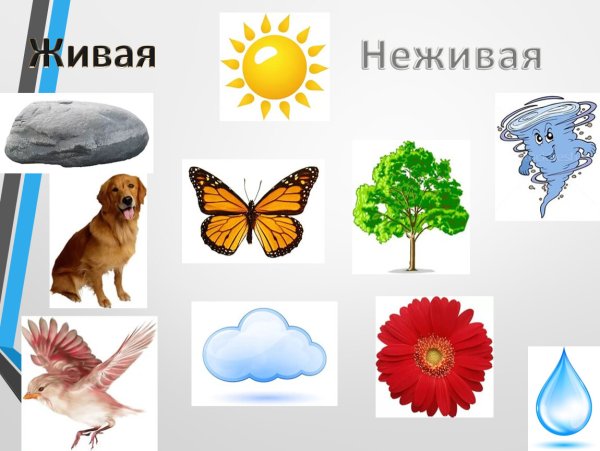 Живая и неживая природа