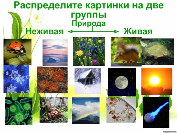 Живая неживая природа и рукотворный мир