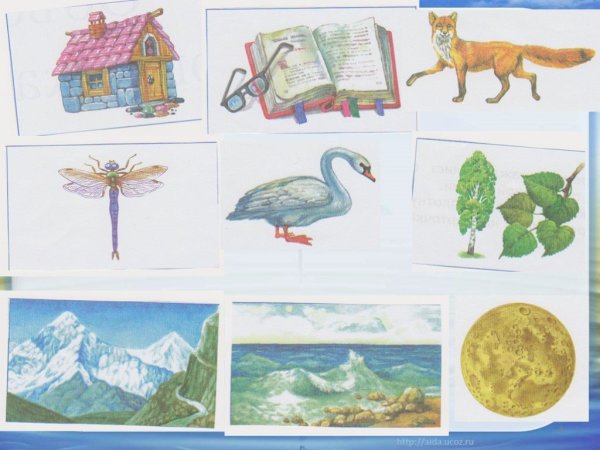 Живые и неживые объекты