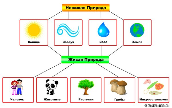 Взаимосвязь живой и неживой природы