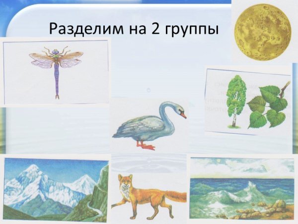 Живые и неживые предметы