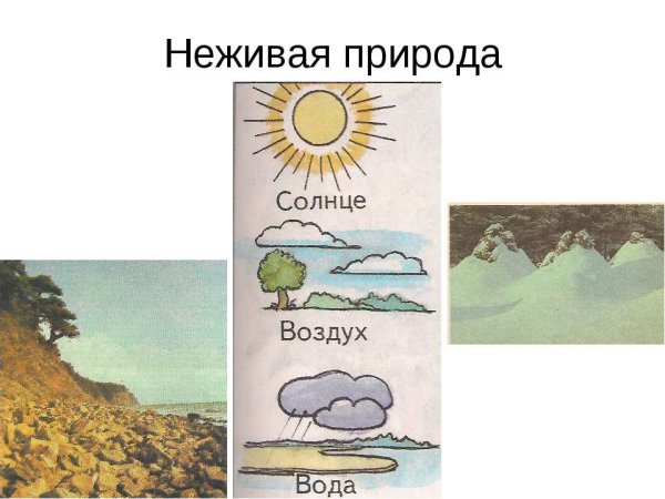 Живые и неживые объекты