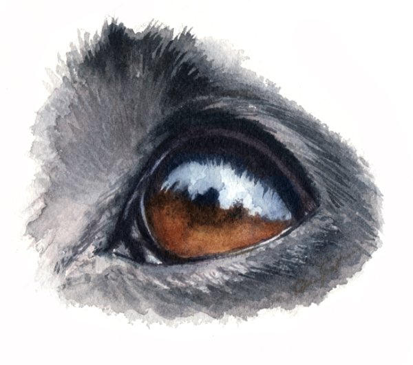 Глаза животных