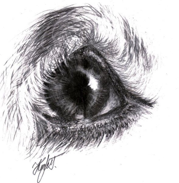Собачьи глаза рисунок